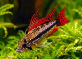 Apistogramma cacatuoides double red6